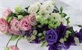 Lisianthus russelianus   Eusto